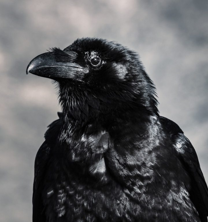 Photo of a crow (corvid)