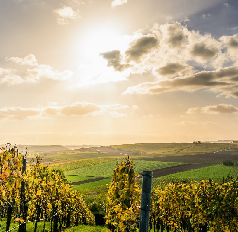 Vineyard